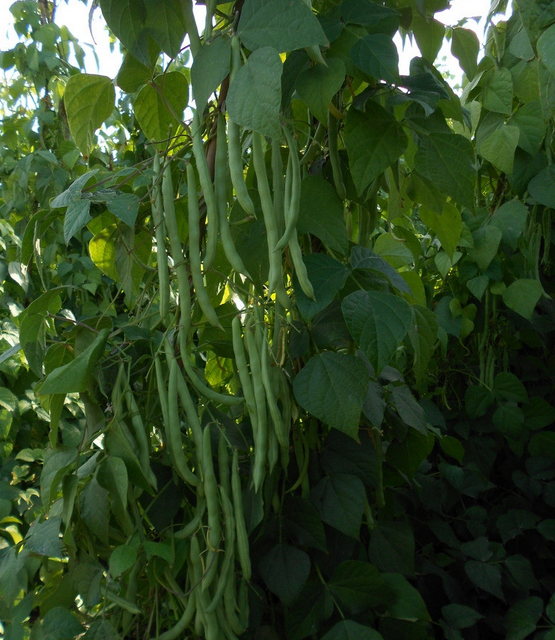 四季豆种植技术